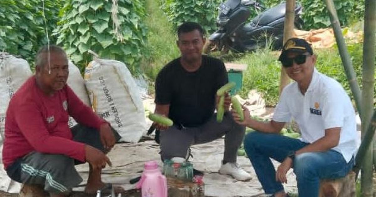 Panen Perdana Ketimun di Carenang Sukses Besar, Kades Eris: Peluang Baru Dongkrak Ekonomi Petani