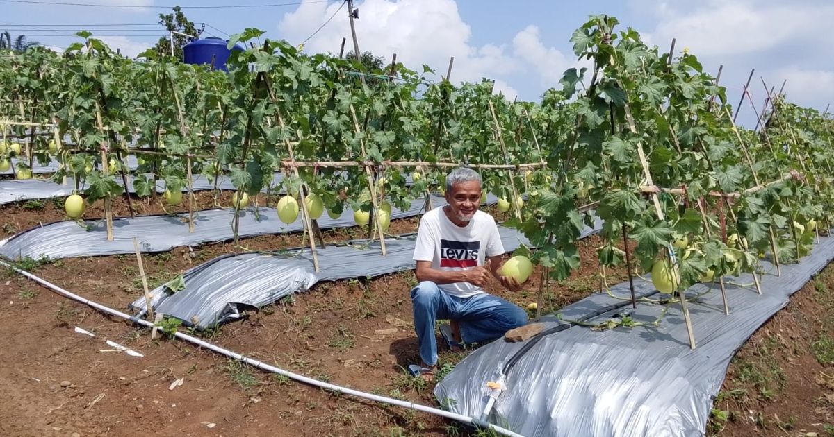 Petani melon bersama pengurus Kadin Banten menunjukkan hasil buah melon premium yang siap dipanen.
