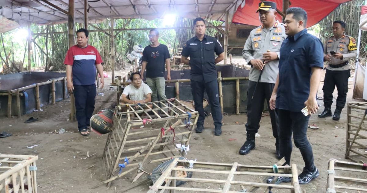 Kapolresta Tangerang Kombes Pol Andi Muhammad Indra Waspada Amirullah pimpin langsung penggerebekan arena judi sabung ayam di Desa Pabuaran, Kecamatan Jayanti, Kabupaten Tangerang, Minggu (10/5/2026).