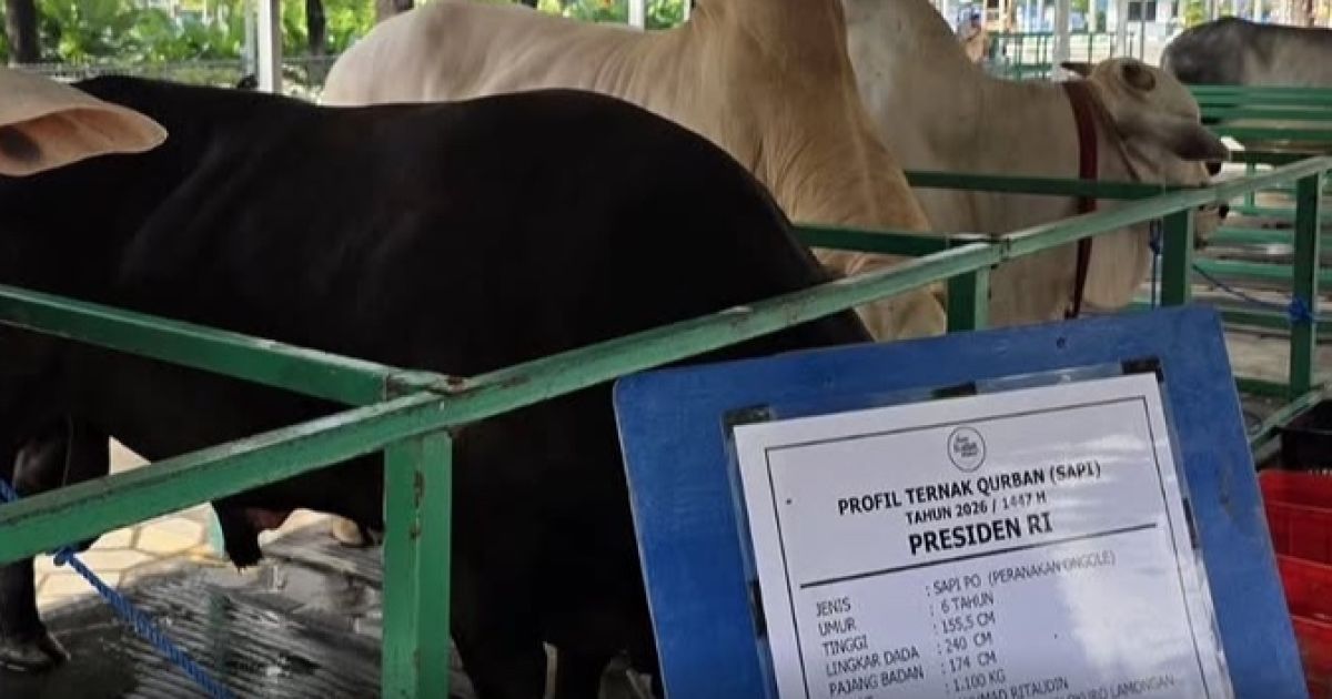 Istana Tegaskan Program Banmaspres Bantuan Sapi Kurban Sesuai Mekanisme APBN