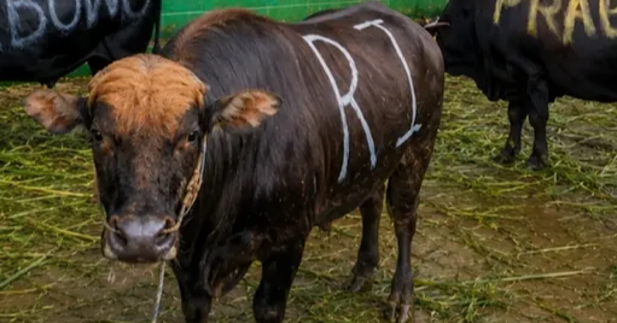 Program Sapi kurban Presiden/instagram