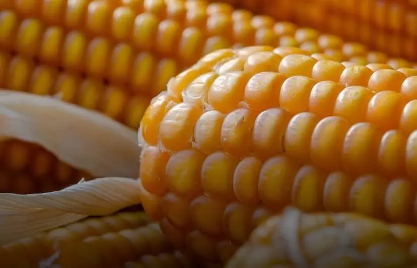 Impor Jagung 100 Ribu Ton dari AS Tak Ganggu Petani, Pemerintah Tegaskan Fokus Stabilitas dan Ekspor