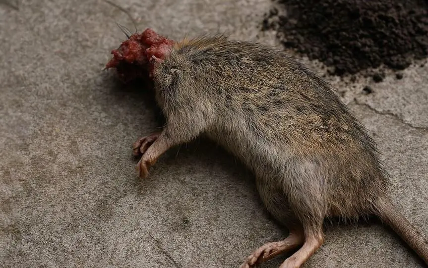 Diterpa Teror di Depan Toko RSA di Depok, Karyawan: Sering Ada Bangkai Tikus Tanpa Kepala