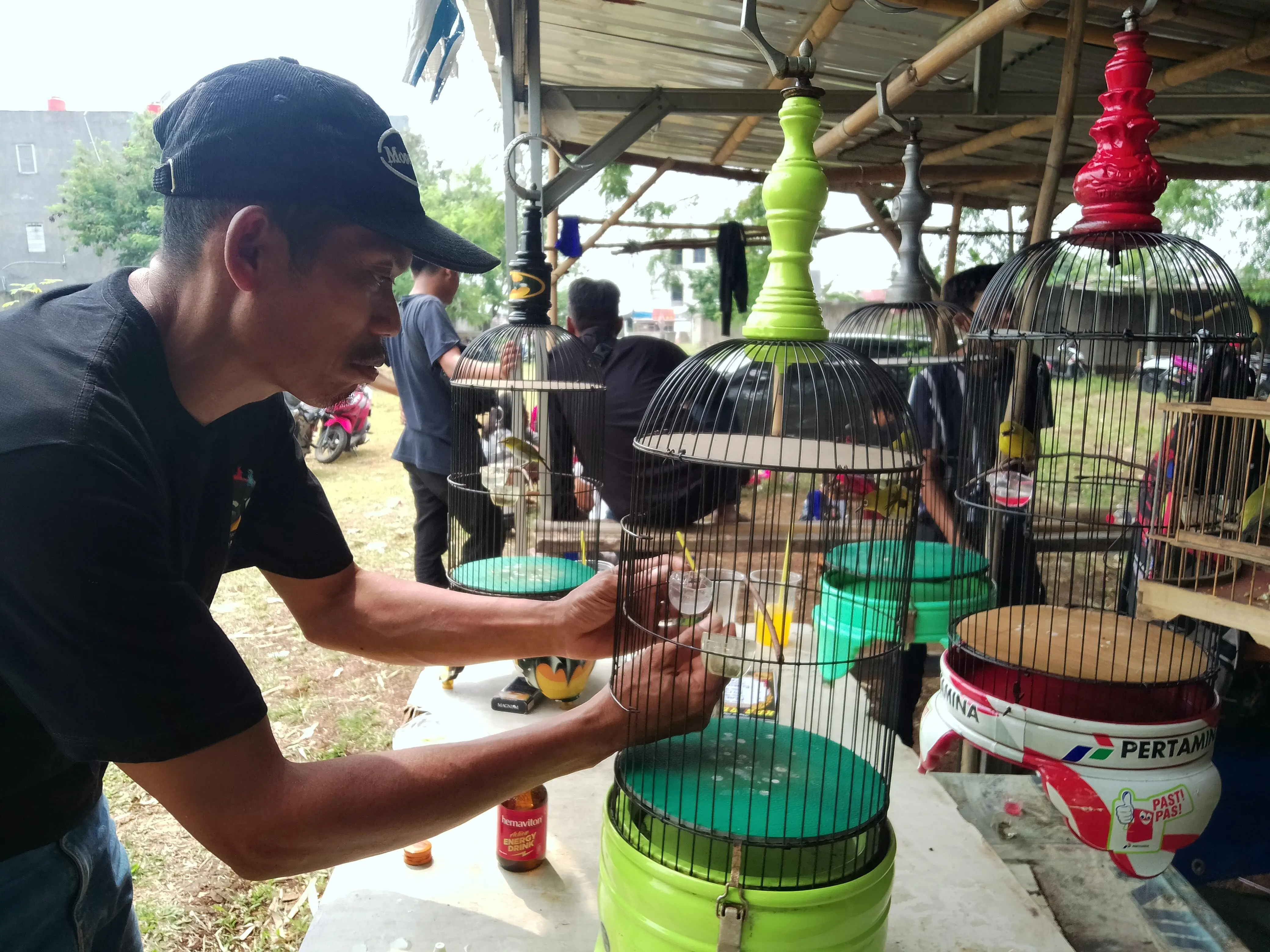 Lomba Burung Pleci dan Sogon Menjaga Eksistensi Komunitas Kicau Mania