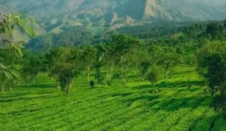 Prof. Ricky Avenzora: Ekowisata Kunci Kebangkitan Pariwisata Indonesia