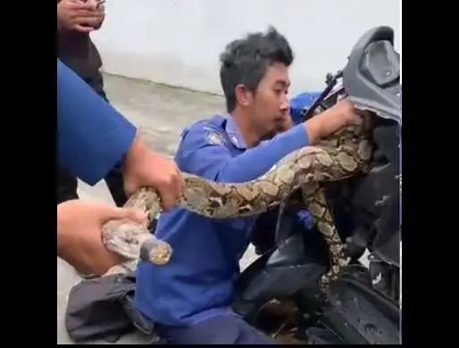 Ular 4 Meter Ditemukan di Dalam Motor Warga Tangsel, Damkar Gercep!