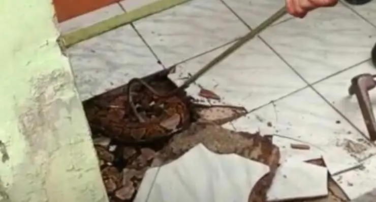 Geger! Damkar Tangsel Evakuasi Ular Sanca 3 Meter dari Teras Rumah Warga