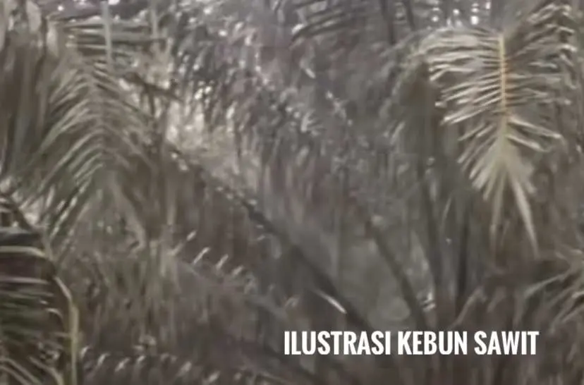 IAW Rekomendasikan Tata Kelola Sawit ke Presiden Prabowo, Begini Isinya!